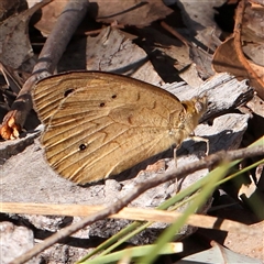 Heteronympha merope (Common Brown Butterfly) at Gundaroo, NSW - 7 Dec 2024 by ConBoekel