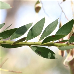 Acacia sp. (A Wattle) at Gundaroo, NSW - 8 Dec 2024 by ConBoekel