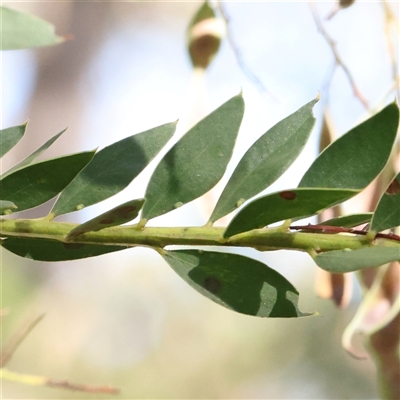 Acacia sp. (A Wattle) at Gundaroo, NSW - 7 Dec 2024 by ConBoekel