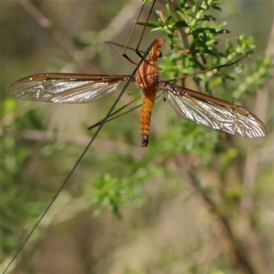 Leptotarsus (Macromastix) costalis (Common Brown Crane Fly) at Gundaroo, NSW - 8 Dec 2024 by ConBoekel