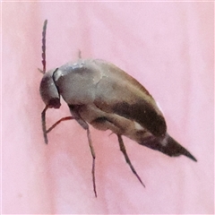 Mordellidae (family) (Unidentified pintail or tumbling flower beetle) at Gundaroo, NSW - 7 Dec 2024 by ConBoekel