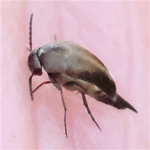 Mordellidae (family) (Unidentified pintail or tumbling flower beetle) at Gundaroo, NSW by ConBoekel