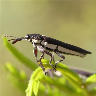 Rhinotia sp. (genus) (Unidentified Rhinotia weevil) at Gundaroo, NSW - 8 Dec 2024 by ConBoekel