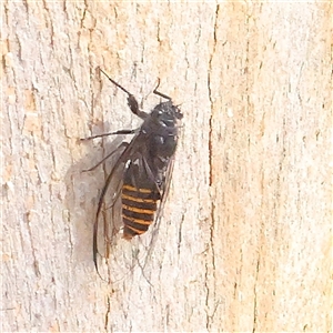 Pauropsalta mneme at Gundaroo, NSW - 8 Dec 2024 08:43 AM