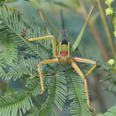 Unidentified Katydid (Tettigoniidae) at Gundaroo, NSW - 7 Dec 2024 by ConBoekel