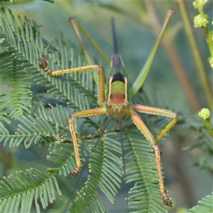 Unidentified Katydid (Tettigoniidae) at Gundaroo, NSW by ConBoekel