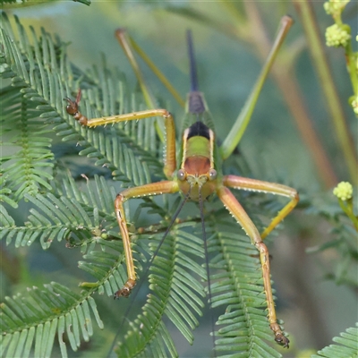 Unidentified Katydid (Tettigoniidae) at Gundaroo, NSW - 7 Dec 2024 by ConBoekel