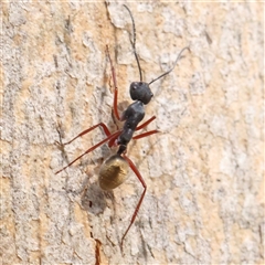 Camponotus suffusus (Golden-tailed sugar ant) at Gundaroo, NSW - 8 Dec 2024 by ConBoekel