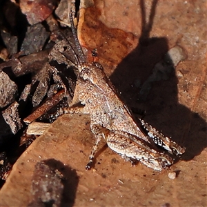 Unidentified Grasshopper (several families) at Gundaroo, NSW by ConBoekel