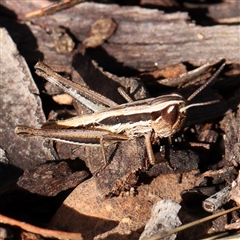 Macrotona australis (Common Macrotona Grasshopper) at Gundaroo, NSW - 8 Dec 2024 by ConBoekel