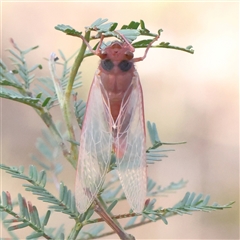 Yoyetta sp. (genus) (Firetail or Ambertail Cicada) at Gundaroo, NSW - 7 Dec 2024 by ConBoekel