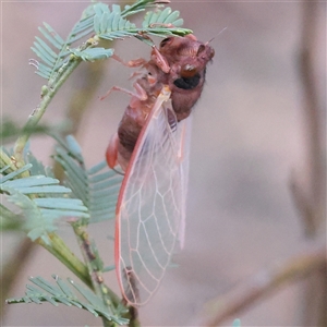 Yoyetta sp. (genus) at Gundaroo, NSW - 8 Dec 2024