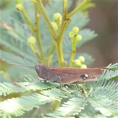 Goniaea opomaloides (Mimetic Gumleaf Grasshopper) at Gundaroo, NSW - 8 Dec 2024 by ConBoekel