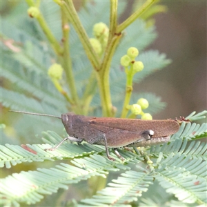 Unidentified Grasshopper, Cricket or Katydid (Orthoptera) at Gundaroo, NSW by ConBoekel