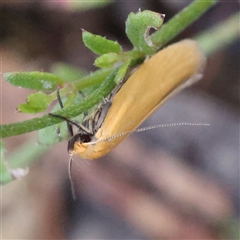 Telocharacta metachroa (A concealer moth) at Gundaroo, NSW - 8 Dec 2024 by ConBoekel