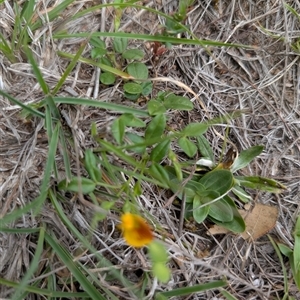 Zornia dyctiocarpa var. dyctiocarpa at Tharwa, ACT - suppressed