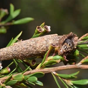 Bathromelas hyaloscopa at Jerrabomberra, NSW - 8 Dec 2024 10:01 AM