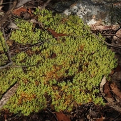 Scleranthus sp. (A Knawel) at Peak View, NSW - 6 Dec 2024 by frankingwersen