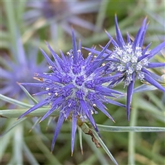 Eryngium ovinum (Blue Devil) at Kambah, ACT - 9 Dec 2024 by HelenCross