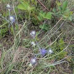 Eryngium ovinum at Kambah, ACT - 9 Dec 2024 02:46 PM