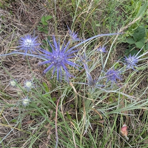 Eryngium ovinum at Kambah, ACT - 9 Dec 2024 02:46 PM