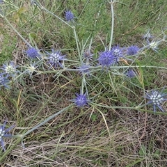 Eryngium ovinum at Kambah, ACT - 9 Dec 2024