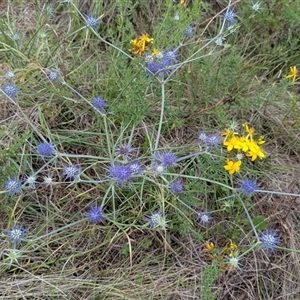 Eryngium ovinum at Kambah, ACT - 9 Dec 2024 02:46 PM