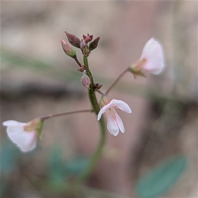 Grona varians (Slender Tick-Trefoil) at Kambah, ACT - 9 Dec 2024 by HelenCross