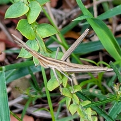 Acrida conica (Giant green slantface) at Kambah, ACT - 9 Dec 2024 by HelenCross