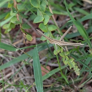 Acrida conica at Kambah, ACT - 9 Dec 2024