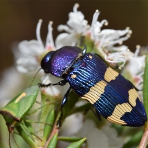 Castiarina commixta at Karabar, NSW - 9 Dec 2024