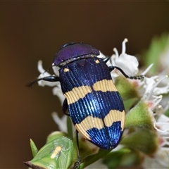 Castiarina commixta at Karabar, NSW - 9 Dec 2024