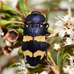 Castiarina commixta at Karabar, NSW - 9 Dec 2024