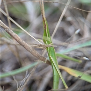 Acrida conica (Giant green slantface) at Denman Prospect, ACT by Miranda