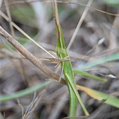 Acrida conica (Giant green slantface) at Denman Prospect, ACT - 9 Dec 2024 by Miranda