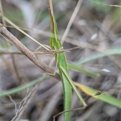 Acrida conica at Denman Prospect, ACT - 9 Dec 2024 05:58 PM