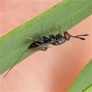 Torymidae (family) at Russell, ACT - 9 Dec 2024 11:15 AM