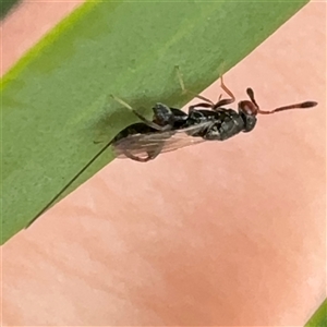 Torymidae (family) at Russell, ACT - 9 Dec 2024 11:15 AM