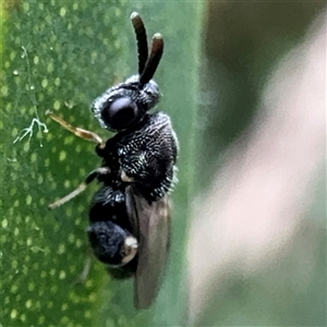 Brachymeria sp. (genus) at Russell, ACT by Hejor1