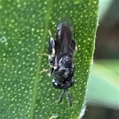 Brachymeria sp. (genus) at Russell, ACT - 9 Dec 2024