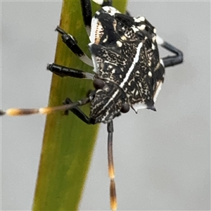 Oncocoris sp. (genus) at Russell, ACT - 9 Dec 2024