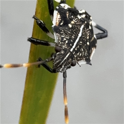 Oncocoris sp. (genus) at Russell, ACT - 9 Dec 2024 by Hejor1