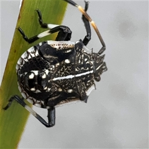 Oncocoris sp. (genus) at Russell, ACT - 9 Dec 2024