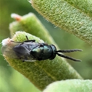 Chalcidoidea (superfamily) at Russell, ACT - 9 Dec 2024 11:24 AM