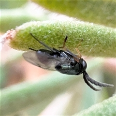 Chalcidoidea (superfamily) at Russell, ACT - 9 Dec 2024