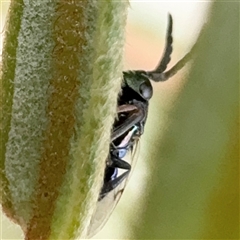 Chalcidoidea (superfamily) at Russell, ACT - 9 Dec 2024