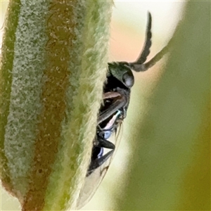 Chalcidoidea (superfamily) at Russell, ACT - 9 Dec 2024