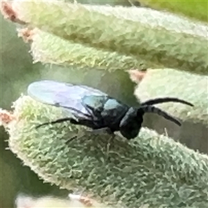 Chalcidoidea (superfamily) at Russell, ACT - 9 Dec 2024