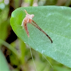 Ephemeroptera (order) at Russell, ACT - 9 Dec 2024 11:31 AM