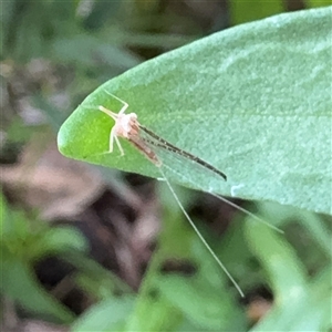 Ephemeroptera (order) at Russell, ACT - 9 Dec 2024 11:31 AM